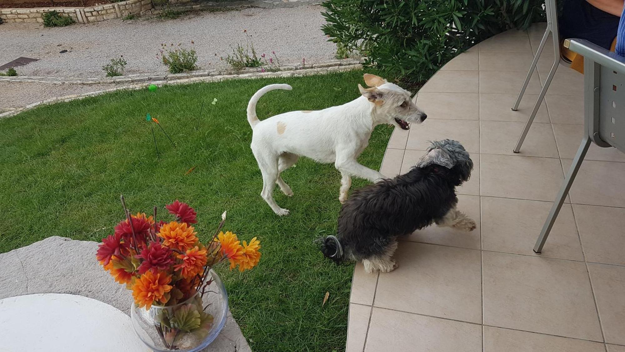 Apartman Casa Croatia